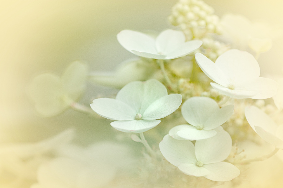 ไฮเดรนเยียสีขาวระยะใกล้ในแสงนุ่ม